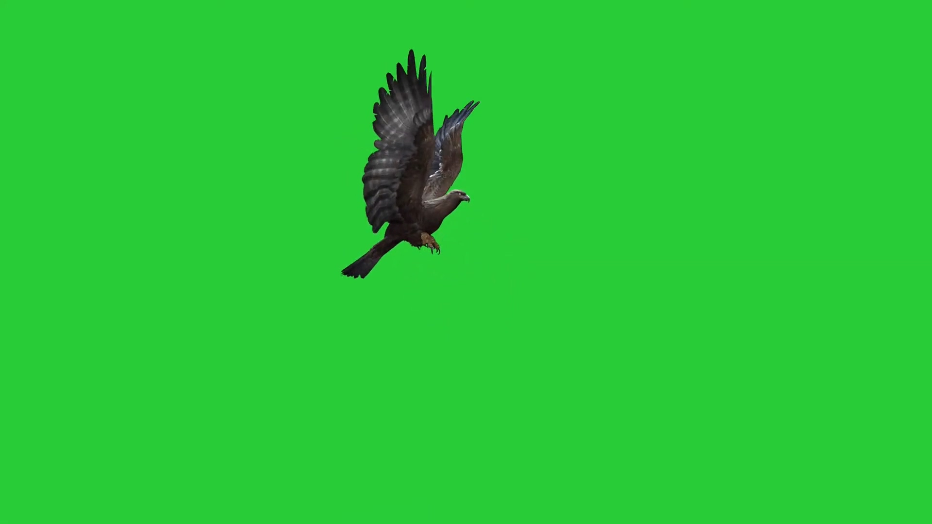 绿幕视频素材老鹰