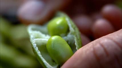 未成熟青色黄豆剥开展示黄豆泡水膨胀特写镜头高清视频实拍