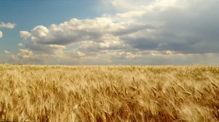 农业小麦丰收金色麦田