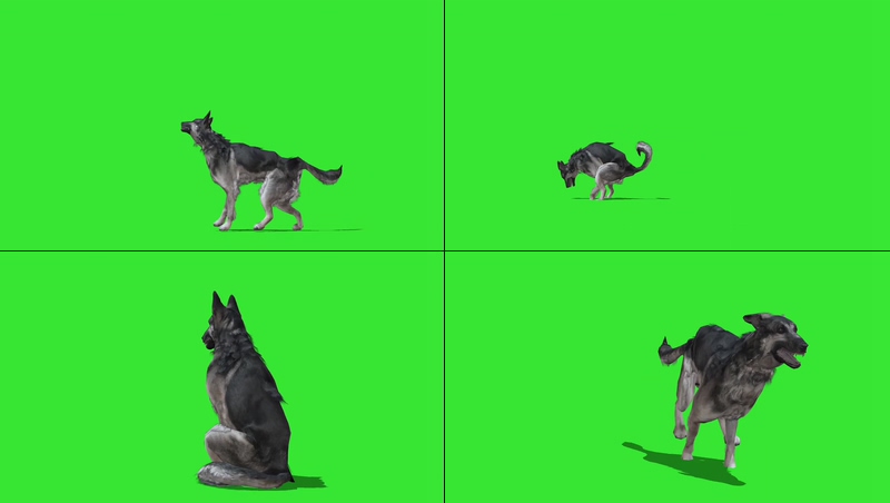 绿幕视频素材德国牧羊犬