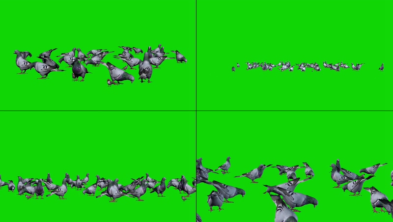 绿幕视频素材鸽子鸟群