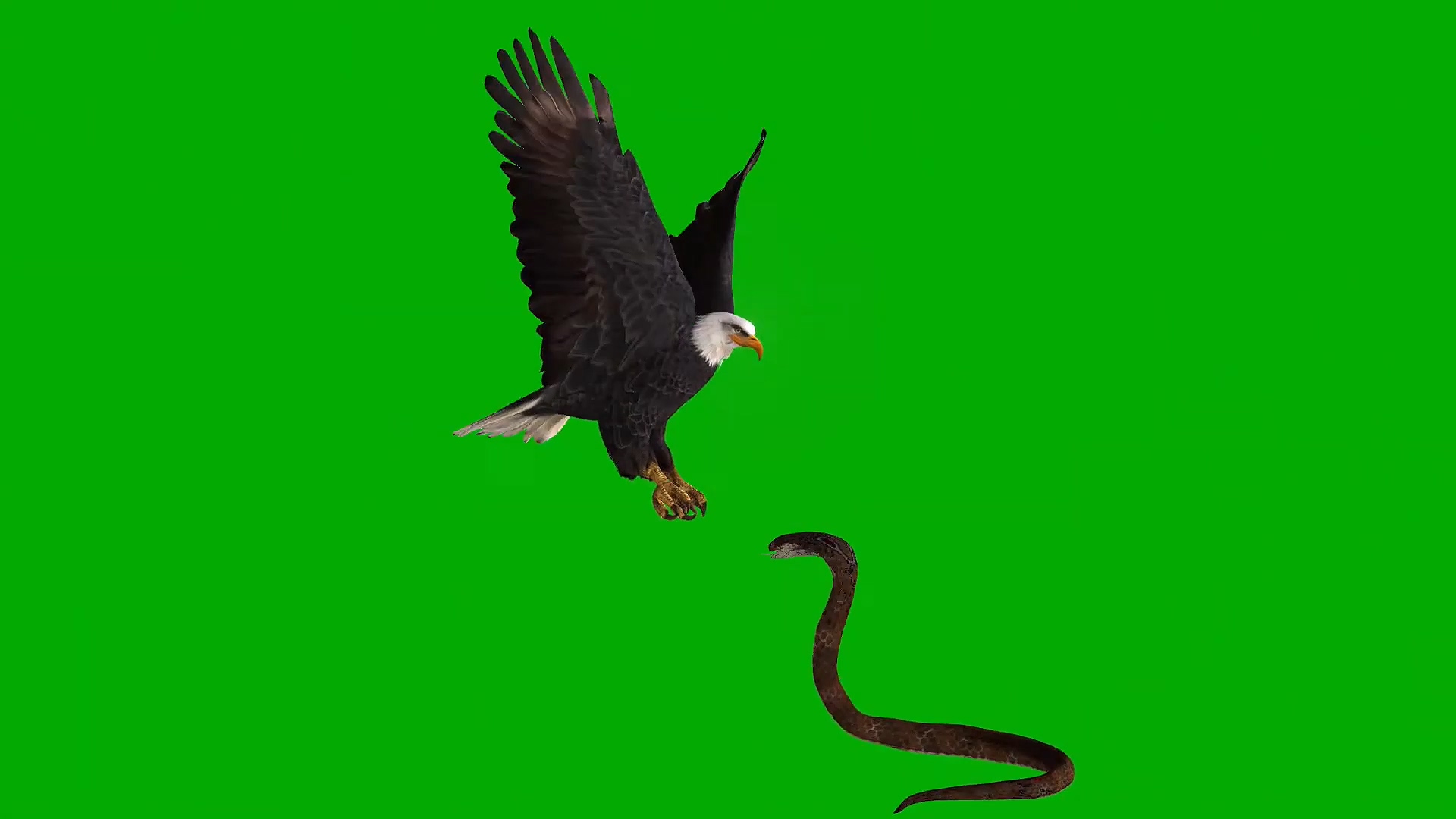 绿幕视频素材鹰抓蛇