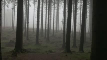 空旷树林树木