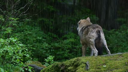 下雨中的狼