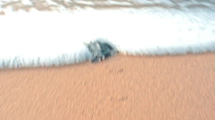 小海龟爬向大海