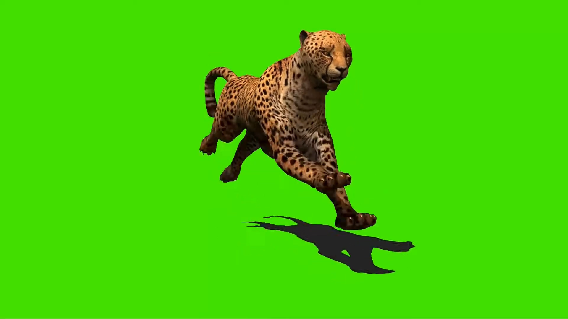 绿幕视频素材猎豹