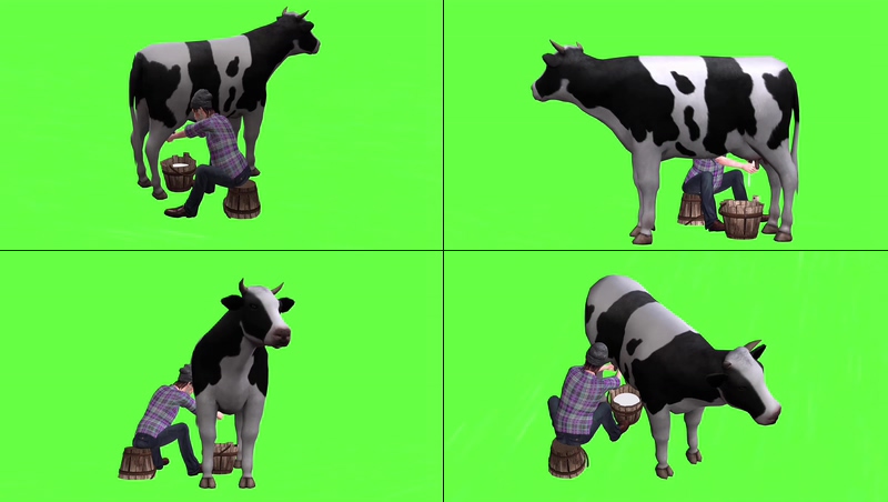 绿幕视频素材奶牛