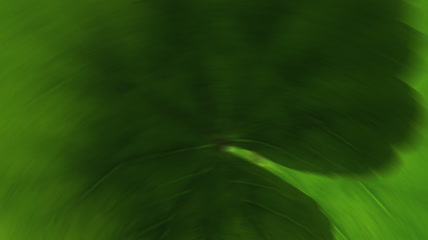 旋转划屏的绿叶 透明通道