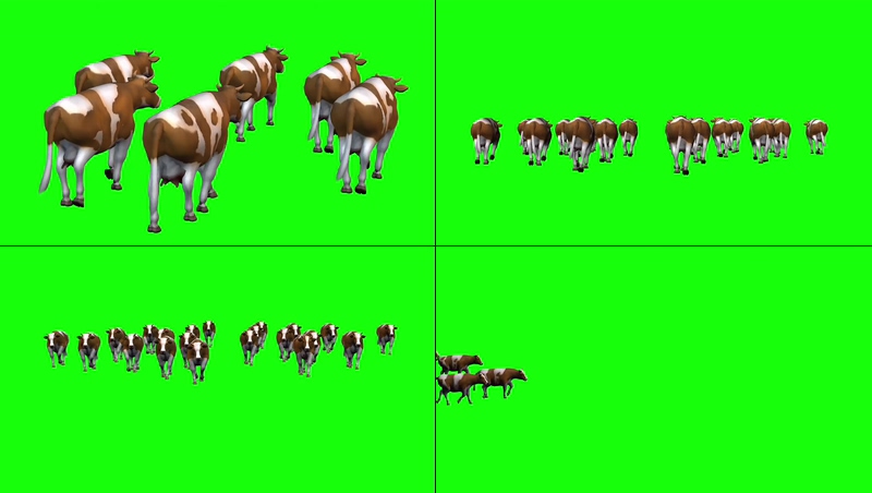 绿幕视频素材奶牛