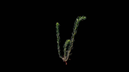 风吹沙漠植物透明通道