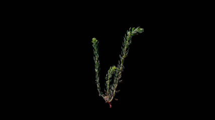 风吹沙漠植物透明通道