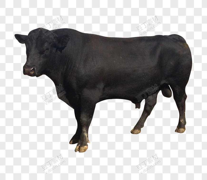 黑色的牛