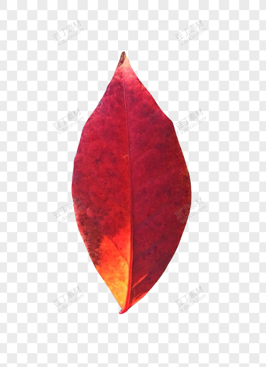 真实红色树叶