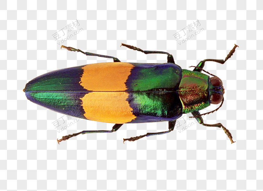多彩甲虫