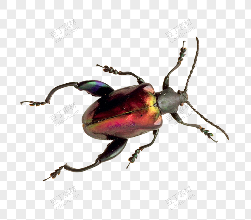 多彩地面甲虫