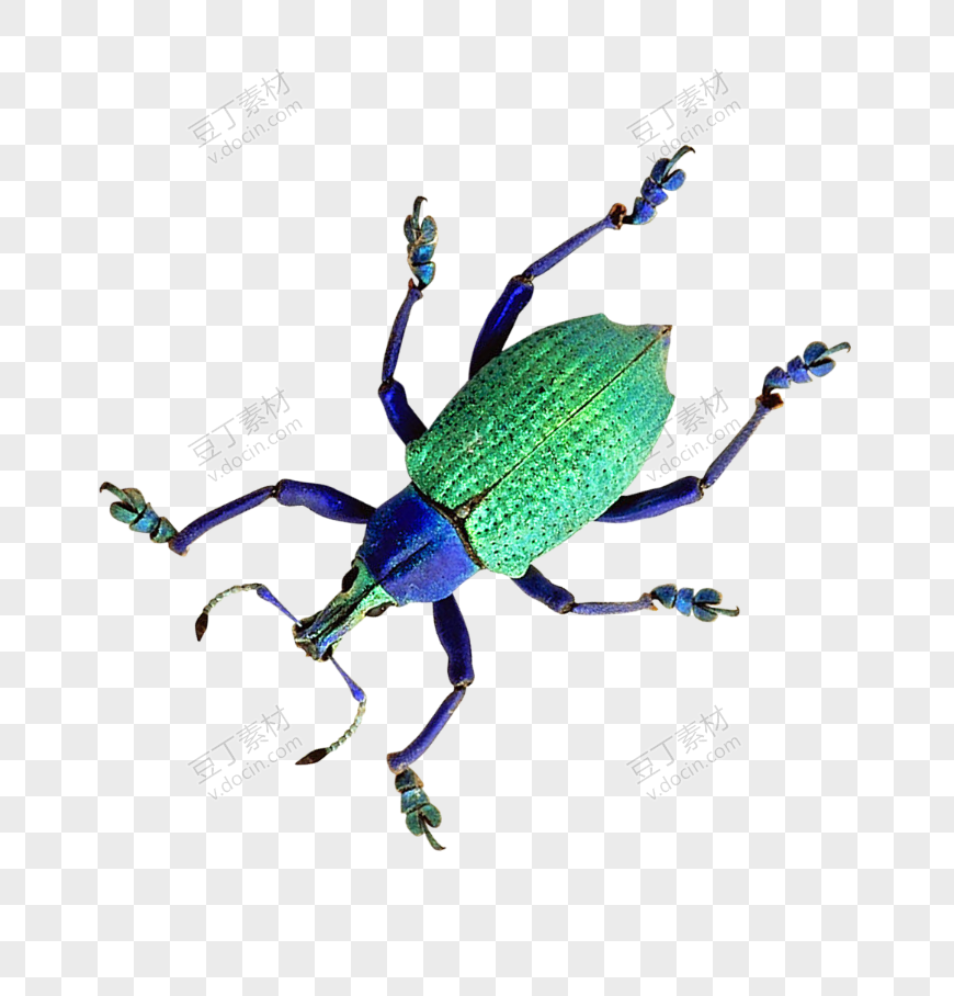 蓝绿色甲虫