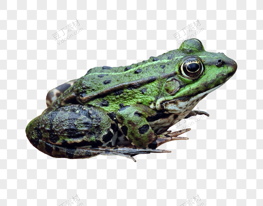 绿皮黑斑青蛙