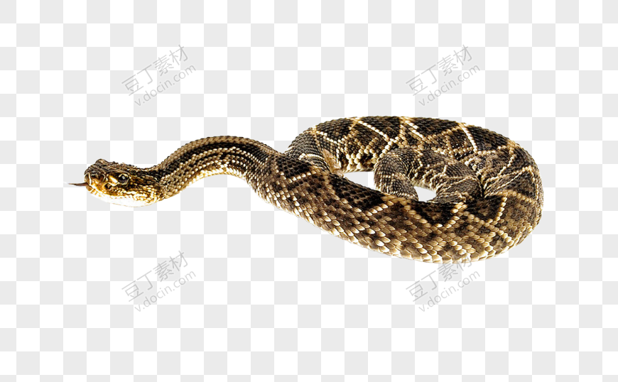 响尾蛇