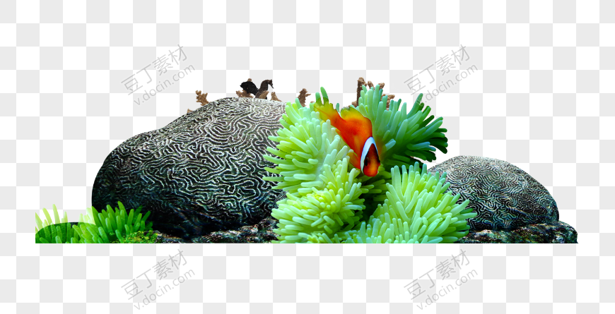珊瑚礁和鱼