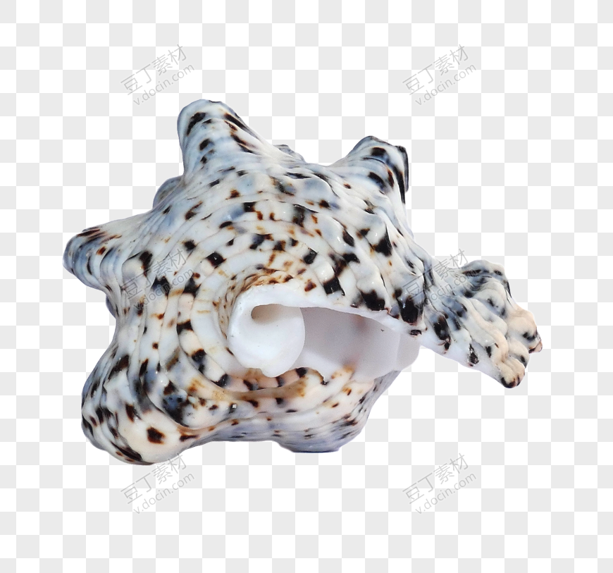 黑花海螺