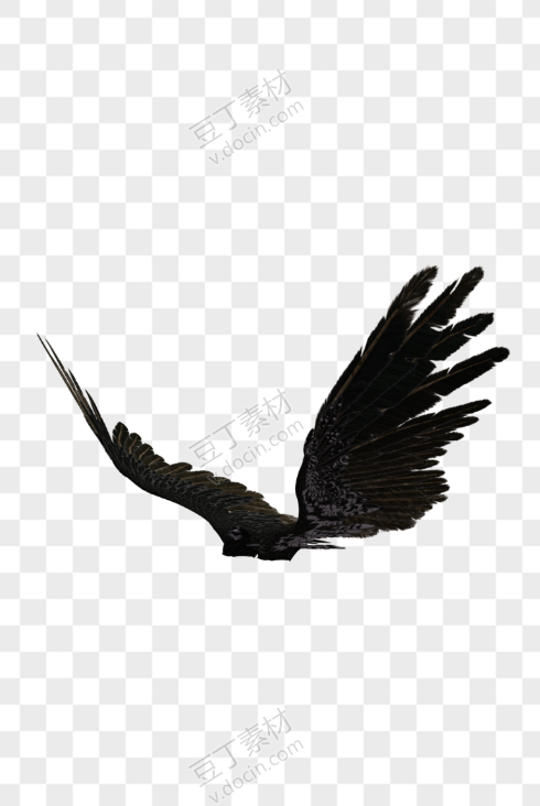 黑色羽毛翅膀