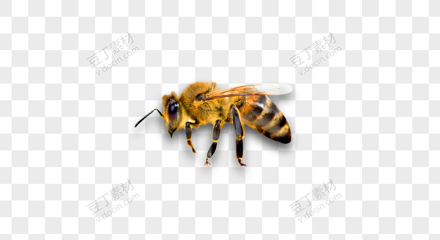 黄色小蜜蜂