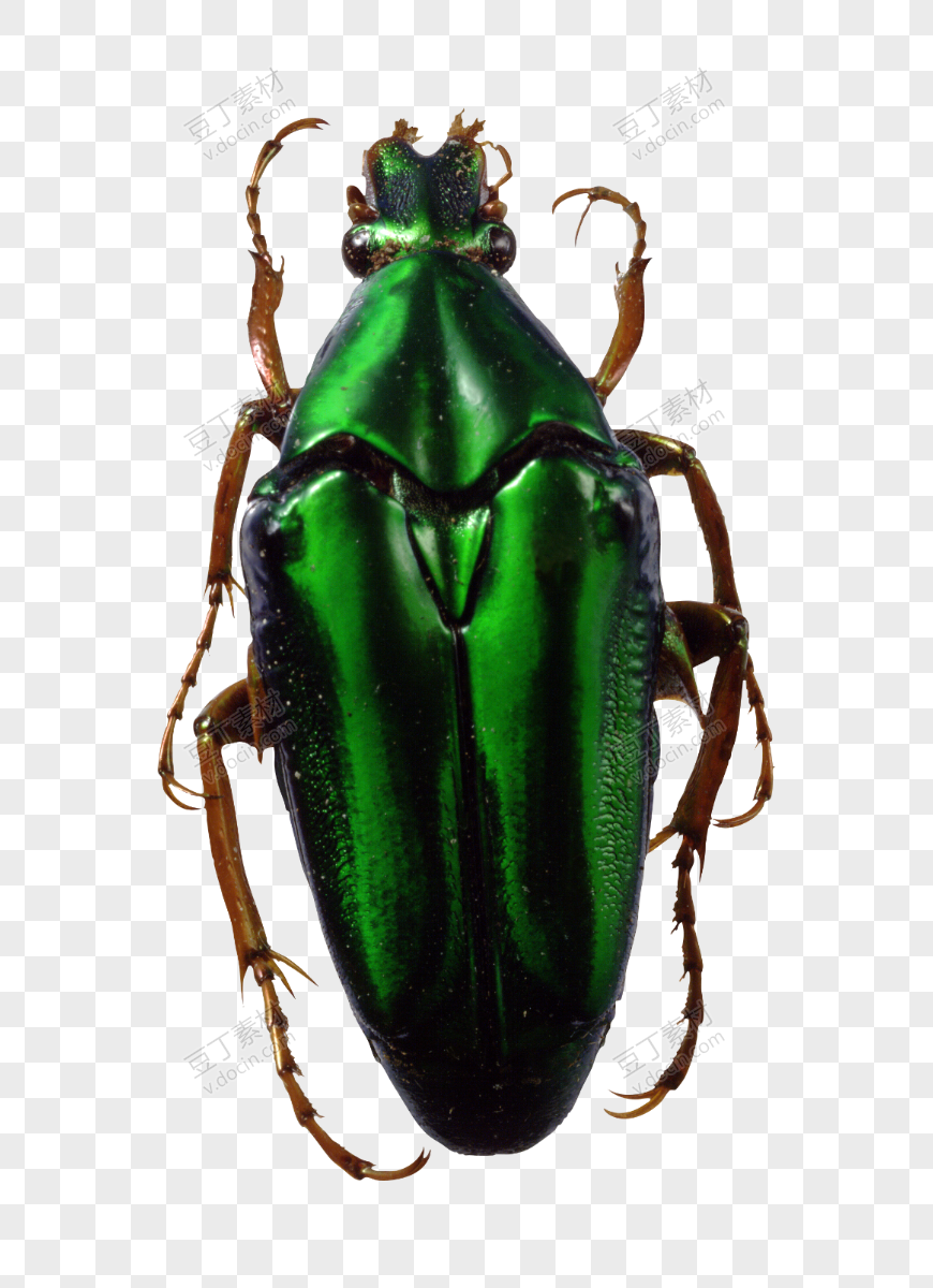 绿色甲壳虫