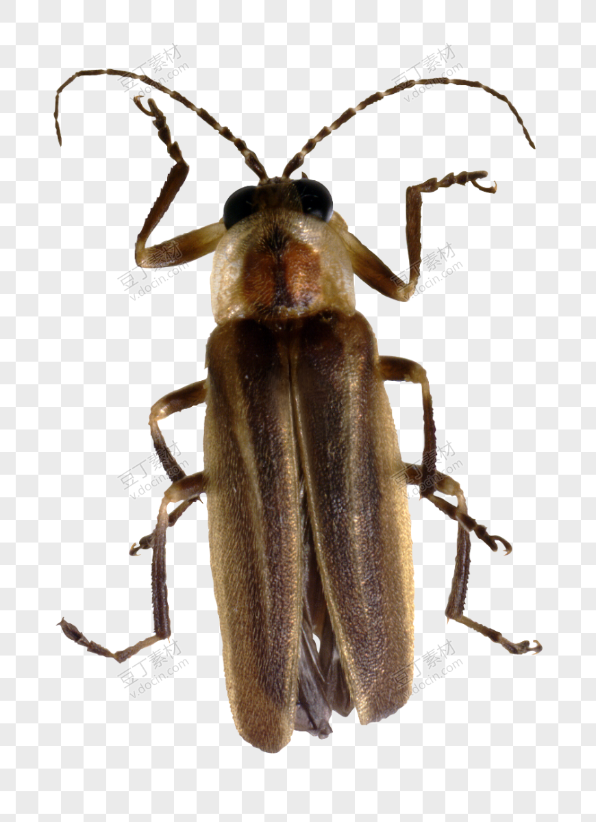 褐色甲虫