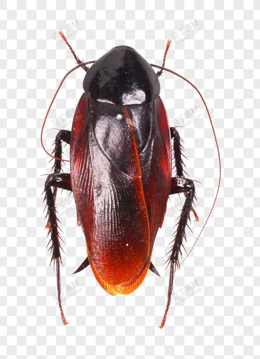 蟑螂背面图