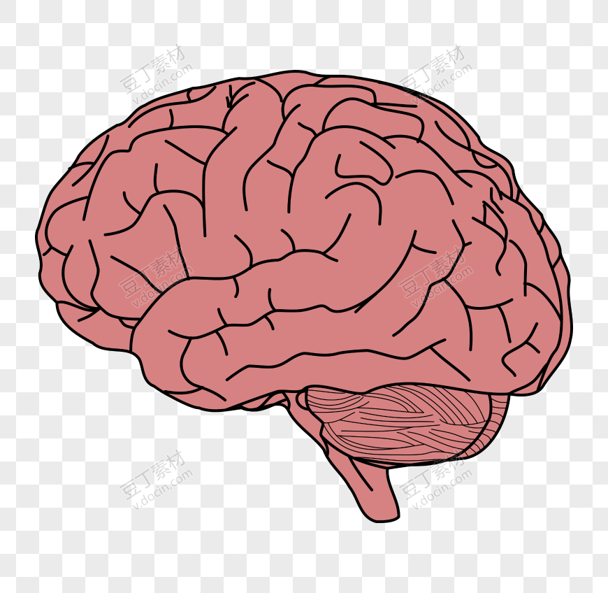 人体大脑脑子