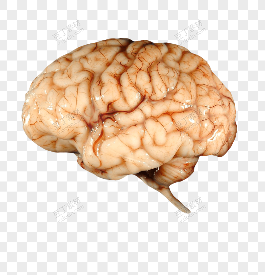 人体脑子