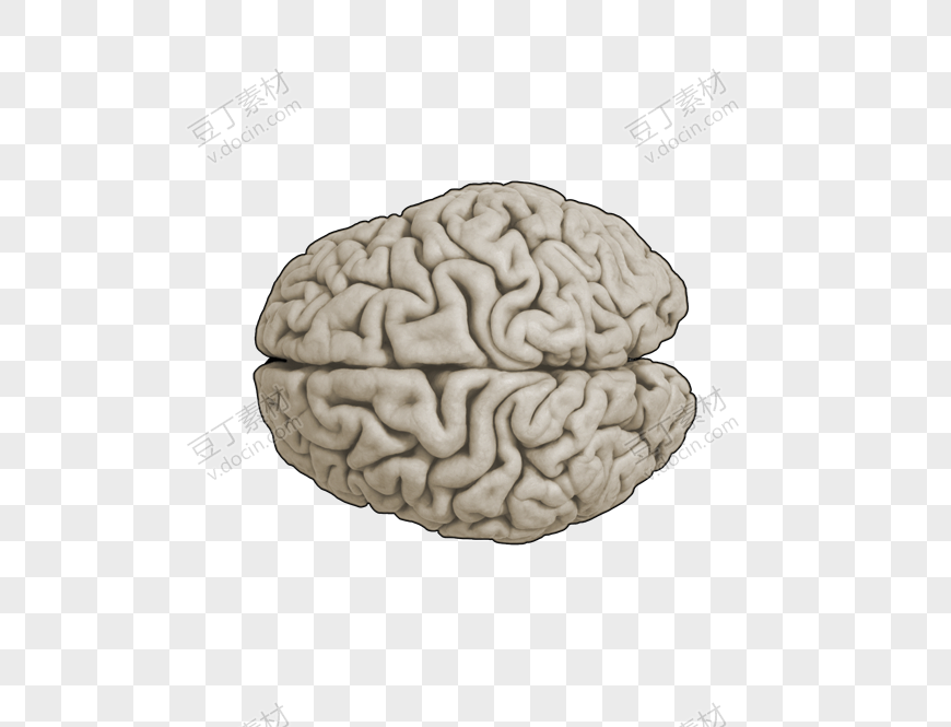 白色人脑
