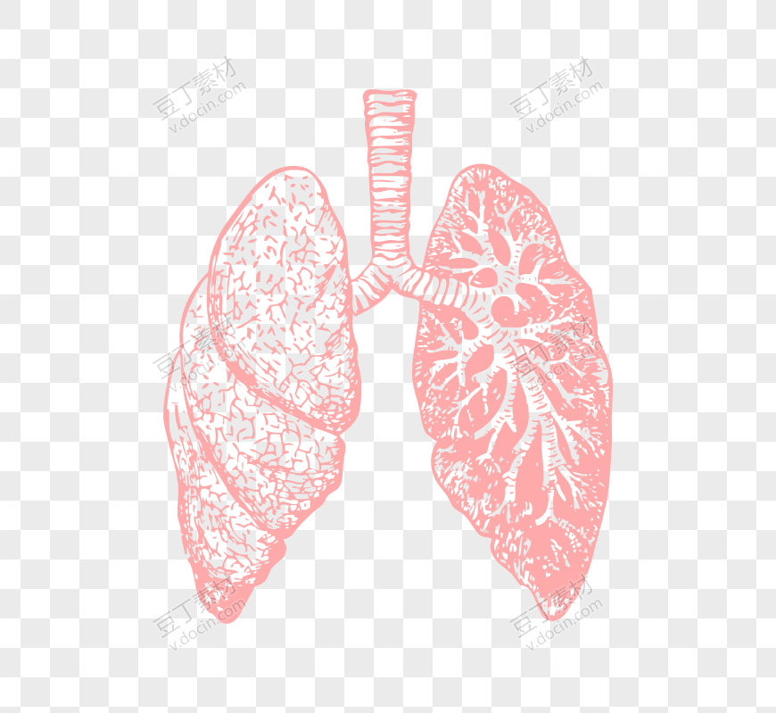素描肺部