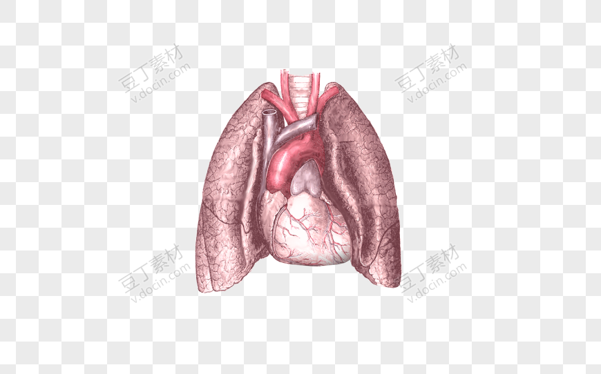 仿真人体肺部