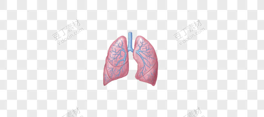逼真人体肺部