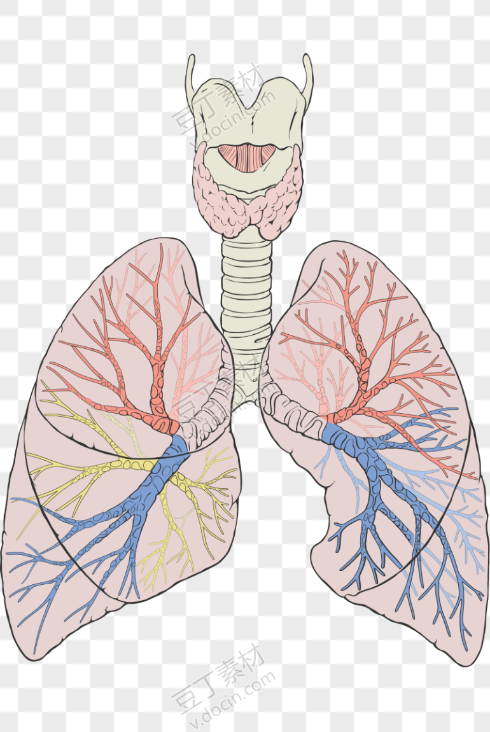肺的形态结构图手绘图片
