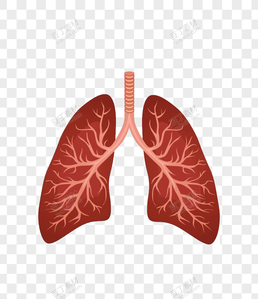 人体器官内脏肺部