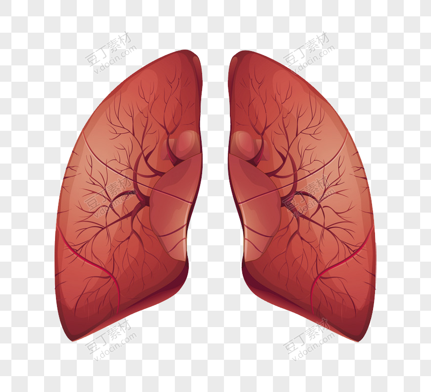 人体双肺
