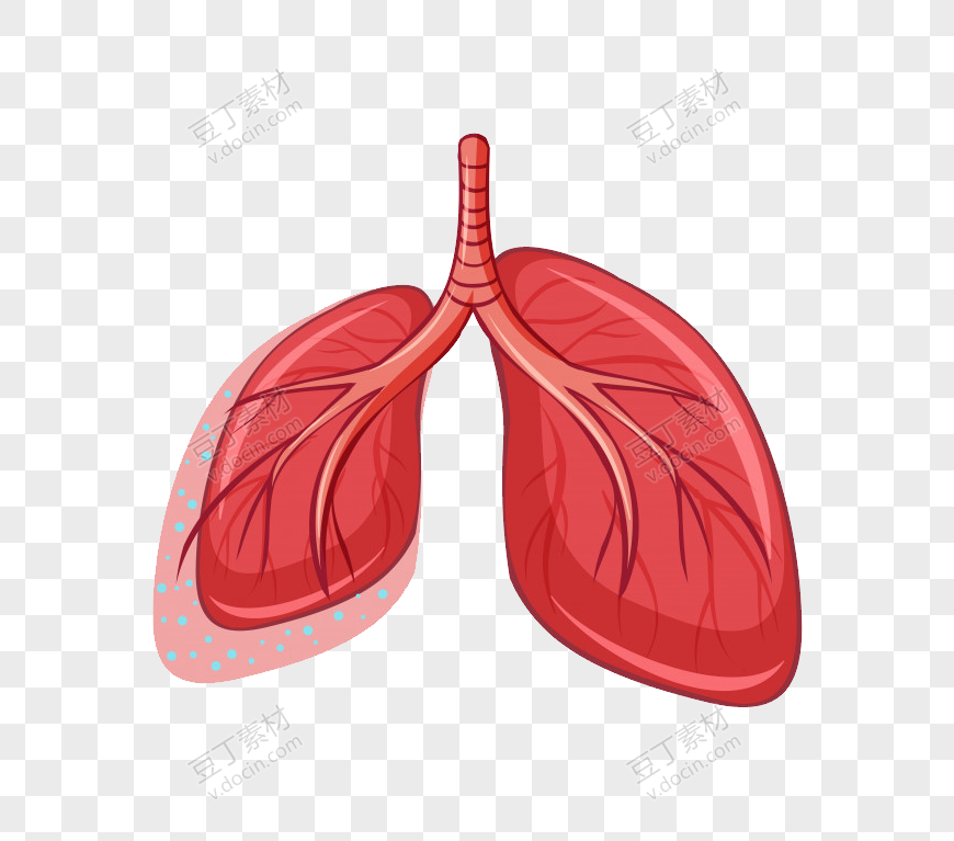 手绘人体肺部