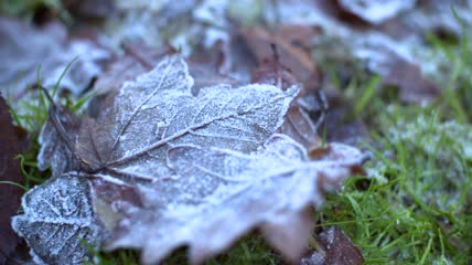 树叶叶冷冻的冰的冬季冷冷淡的花园寒意天气雪
