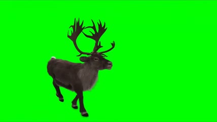 绿幕视频素材驯鹿