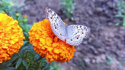 超美丽的蝴蝶拍摄