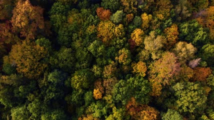 森林上空无人机拍摄