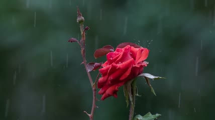 雨中红玫瑰花图片大全图片