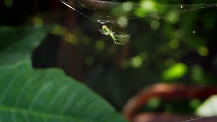 蜘蛛捕食拍摄
