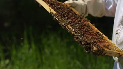 蜂蜜收获