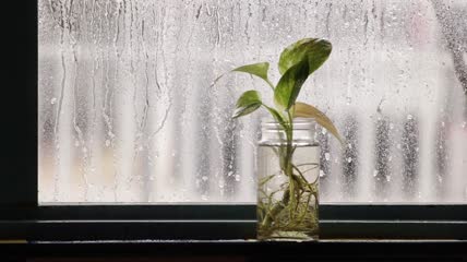 雨下植物与窗
