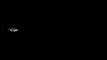鲨鱼游动 透明通道