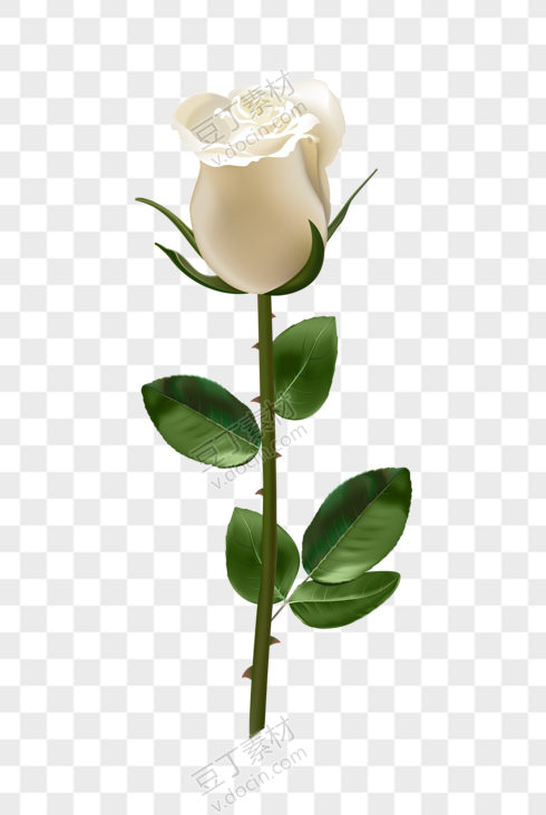 白玫瑰玫瑰花