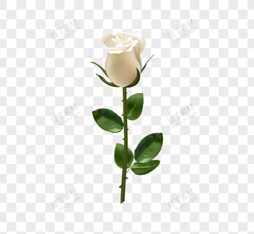 白玫瑰玫瑰花